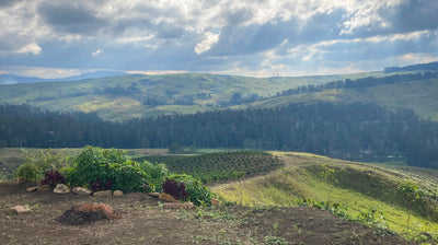 Papua New Guinea - Baroida Estate