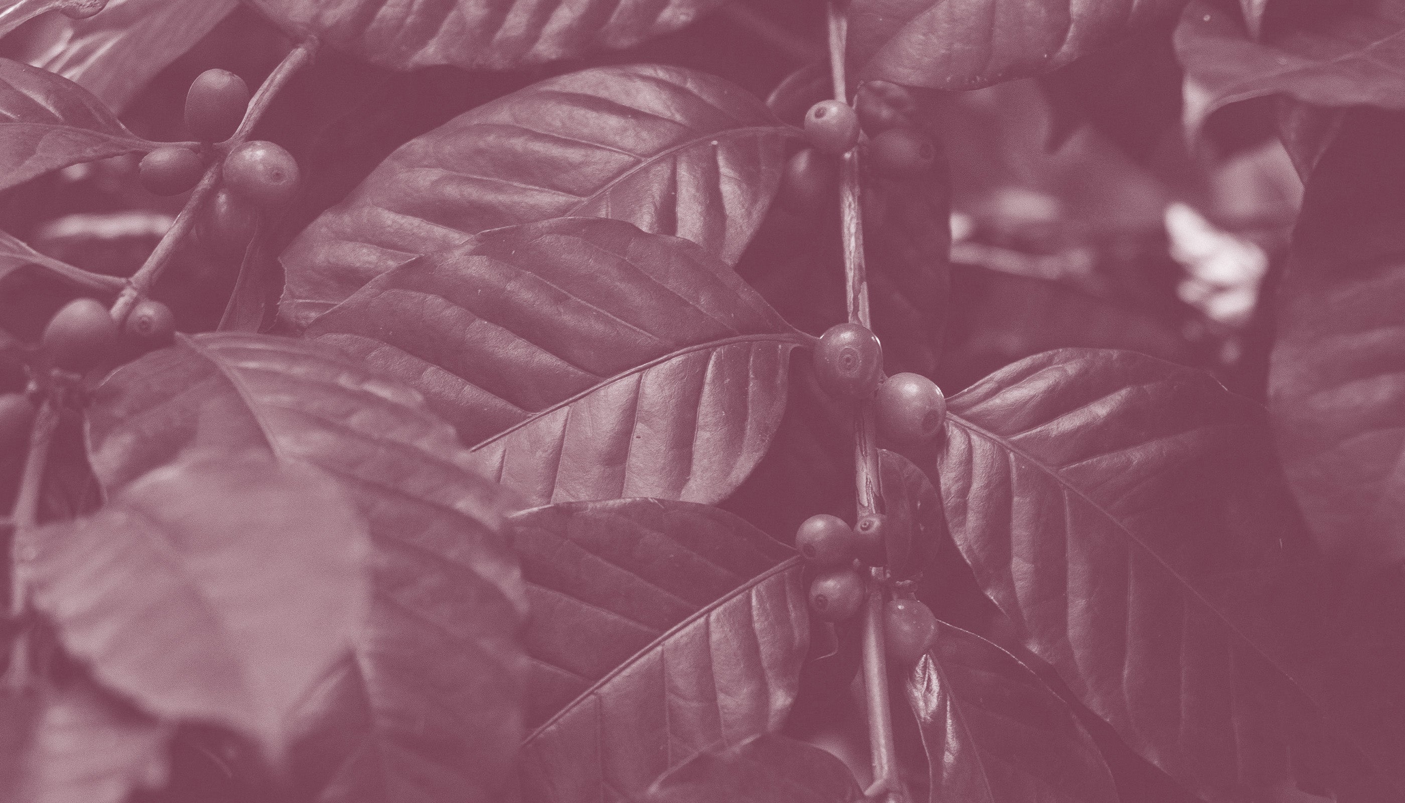Burundi Turihamwe – Temple Coffee Roasters
