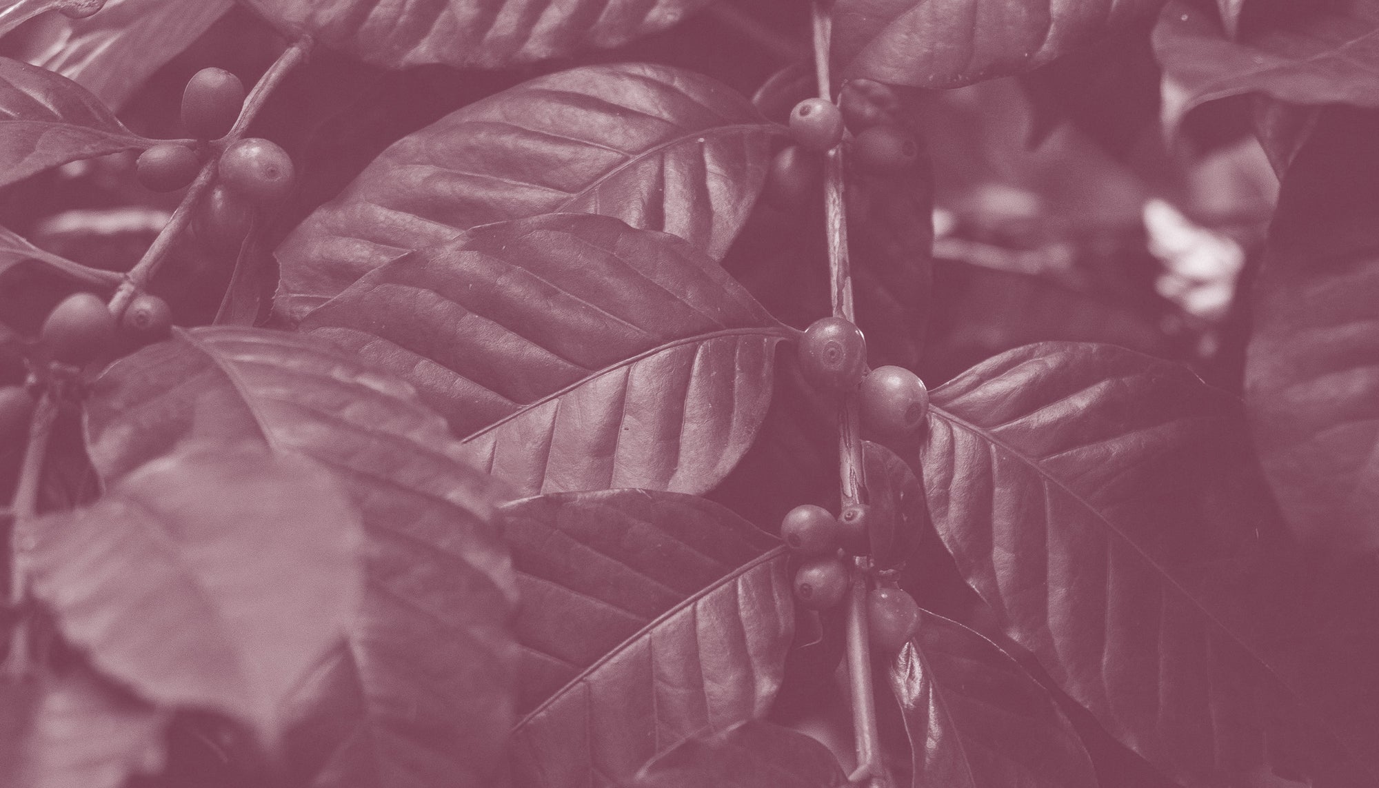 Close-up of coffee plant with leaves and berries on a dark background