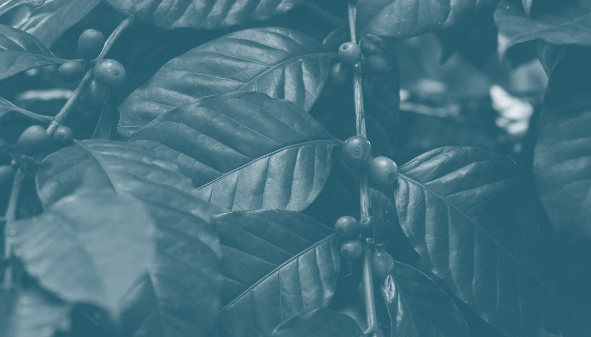 Close-up of coffee beans on a branch with leaves
