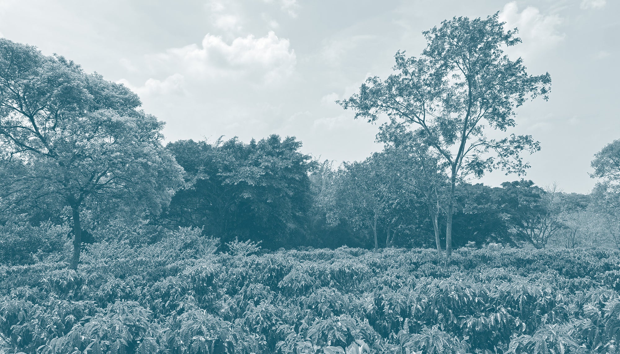Coffee plantation with trees under a cloudy sky