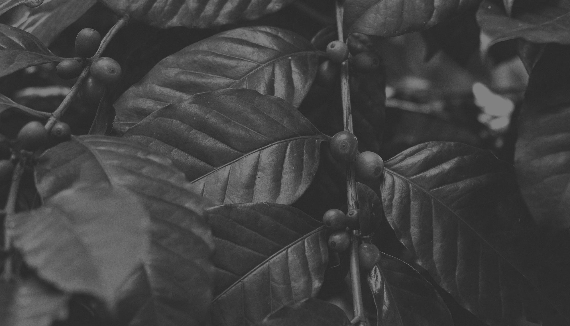 Close-up of coffee plant with leaves and berries on a dark background