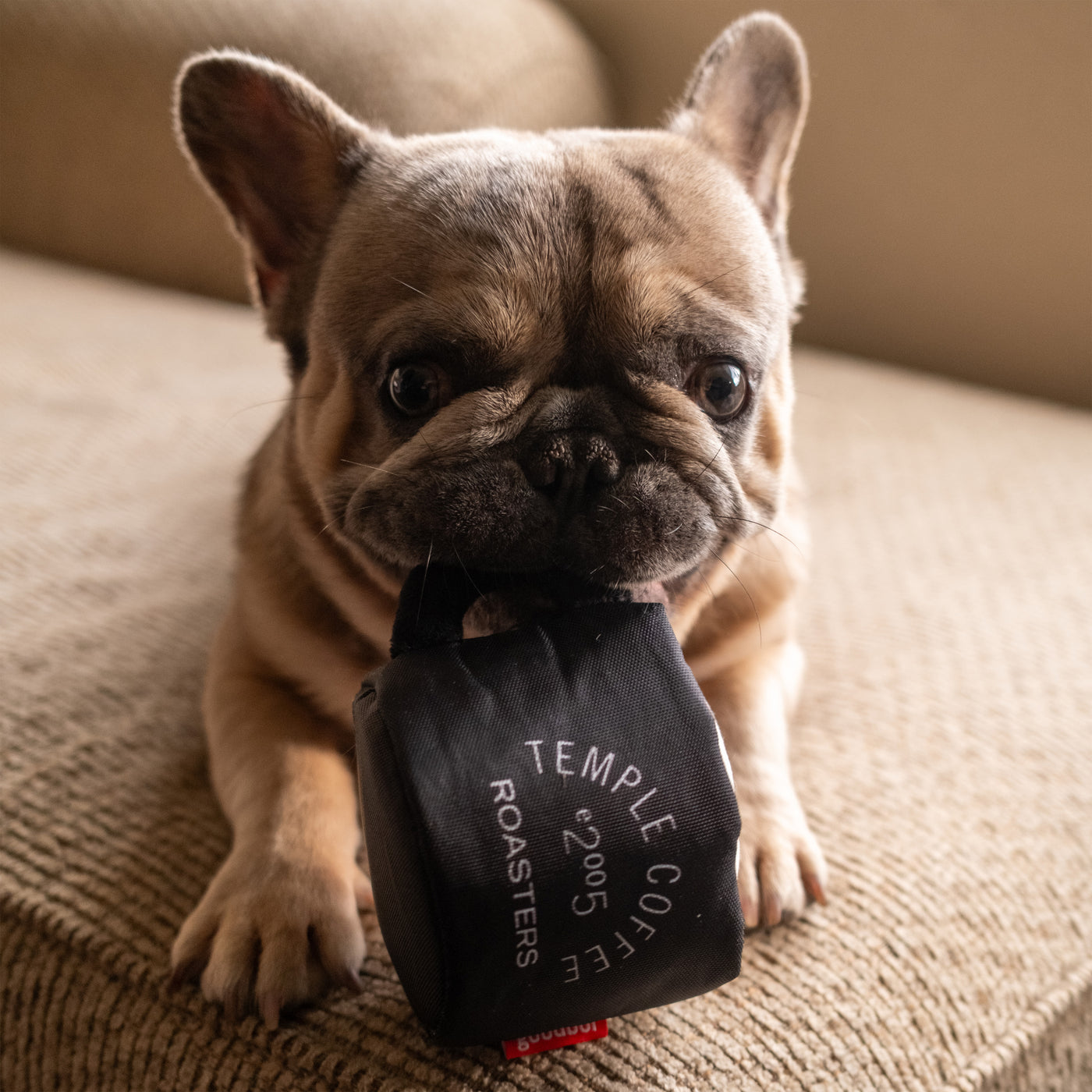 Latte Art Dog Toy