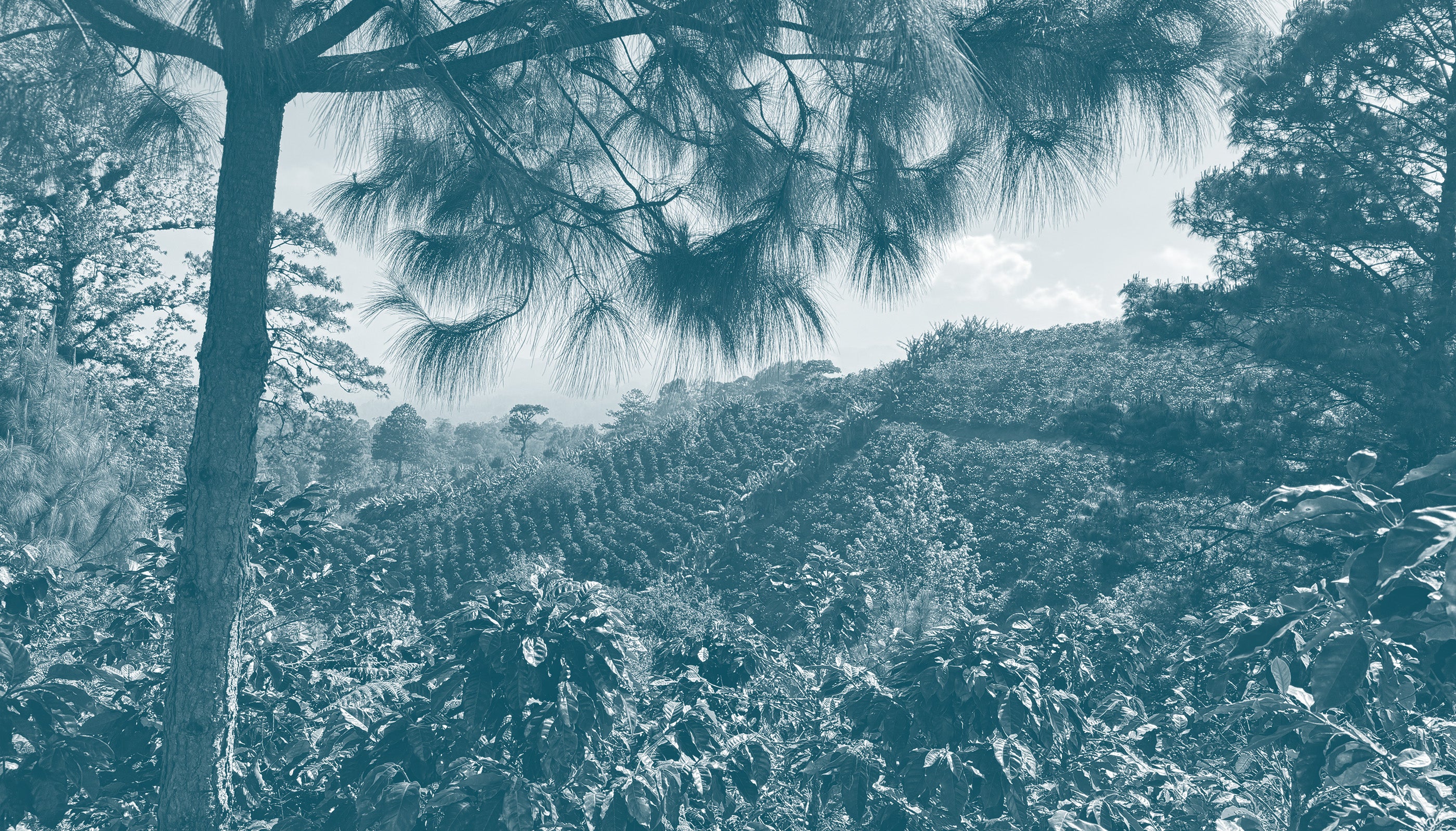 Tree with a view of a valley and hills in the background