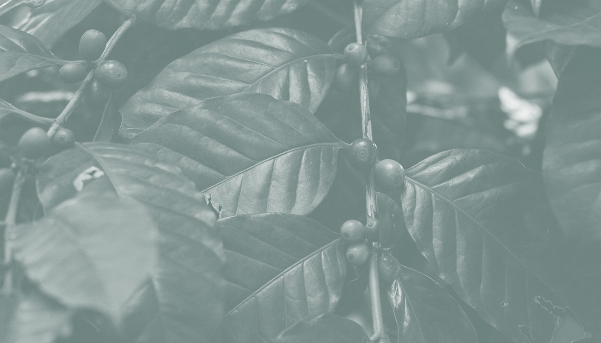 Close-up of coffee beans on a branch with leaves